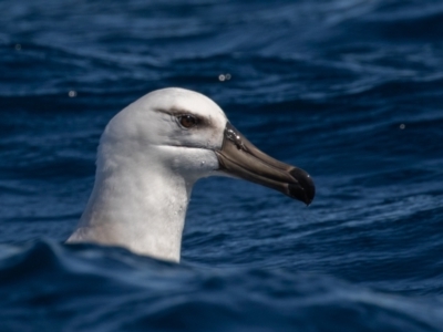 Thalassarche impavida (Campbell Albatross) at Undefined - 30 Aug 2018 by rawshorty