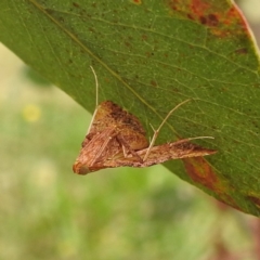 Endotricha pyrosalis at Stromlo, ACT - 17 Jan 2022