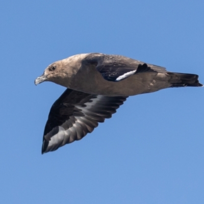 Stercorarius maccormicki (South Polar Skua) at Undefined - 29 Aug 2018 by rawshorty