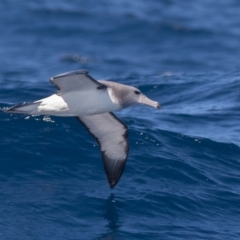 Thalassarche cauta (Shy Albatross) at Undefined - 29 Aug 2018 by rawshorty