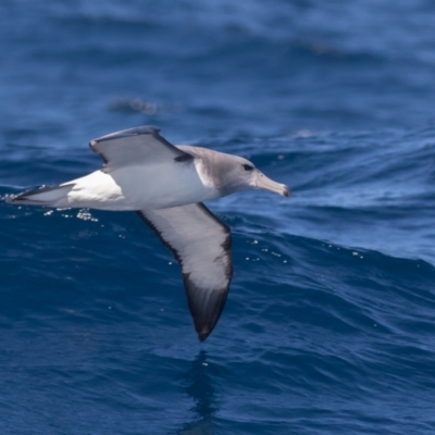 Thalassarche cauta (Shy Albatross) at Undefined - 29 Aug 2018 by rawshorty