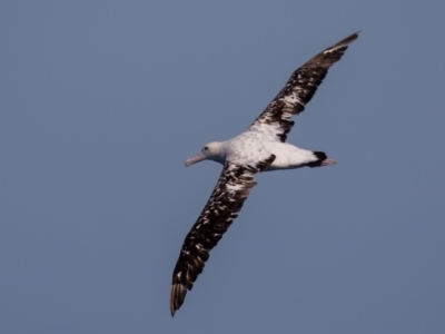 Diomedea exulans (Wandering Albatross) at Undefined - 30 Aug 2018 by rawshorty