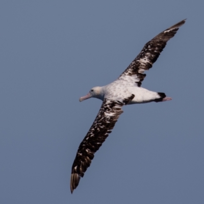 Diomedea exulans (Wandering Albatross) at Undefined - 30 Aug 2018 by rawshorty