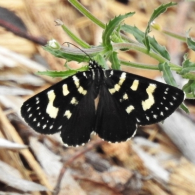 Phalaenoides tristifica (Willow-herb Day-moth) at ANBG - 17 Jan 2022 by JohnBundock