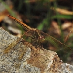 Diplacodes haematodes at Acton, ACT - 17 Jan 2022