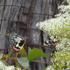 Delias aganippe (Spotted Jezebel) at Stromlo, ACT - 17 Jan 2022 by HelenCross