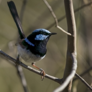 Malurus cyaneus at Hackett, ACT - 15 Jan 2022 04:57 PM