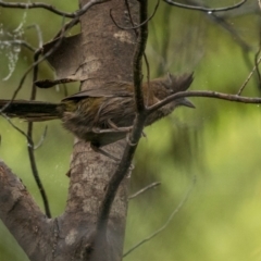 Psophodes olivaceus (Eastern Whipbird) at Monga, NSW - 16 Jan 2022 by trevsci