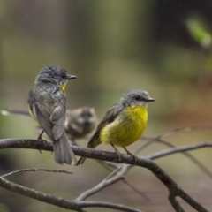 Eopsaltria australis (Eastern Yellow Robin) at Mongarlowe River - 15 Jan 2022 by trevsci