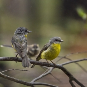 Eopsaltria australis at Monga, NSW - 16 Jan 2022 07:31 AM