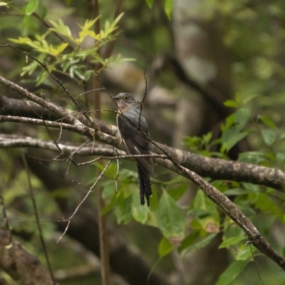 Cacomantis flabelliformis (Fan-tailed Cuckoo) at Mongarlowe River - 15 Jan 2022 by trevsci