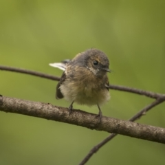 Rhipidura albiscapa (Grey Fantail) at Monga, NSW - 15 Jan 2022 by trevsci