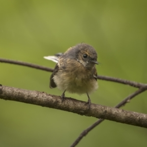 Rhipidura albiscapa at Monga, NSW - 16 Jan 2022