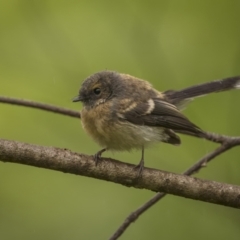 Rhipidura albiscapa at Monga, NSW - 16 Jan 2022 09:10 AM