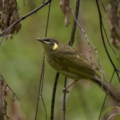 Meliphaga lewinii (Lewin's Honeyeater) at Monga, NSW - 16 Jan 2022 by trevsci