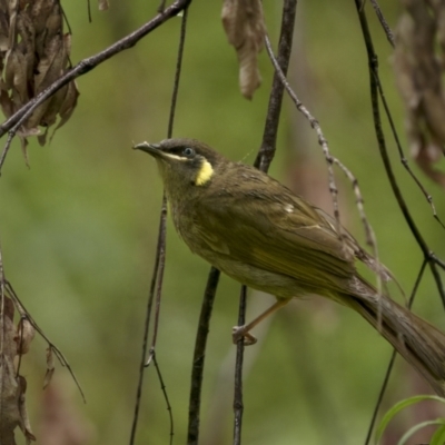 Meliphaga lewinii (Lewin's Honeyeater) at Mongarlowe River - 15 Jan 2022 by trevsci