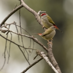 Neochmia temporalis (Red-browed Finch) at Mongarlowe River - 16 Jan 2022 by trevsci