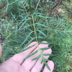 Polyscias sambucifolia at Captains Flat, NSW - 15 Jan 2022