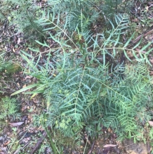 Polyscias sambucifolia at Captains Flat, NSW - 15 Jan 2022