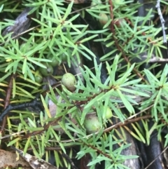 Persoonia chamaepeuce (Dwarf Geebung) at Tallaganda National Park - 15 Jan 2022 by Tapirlord