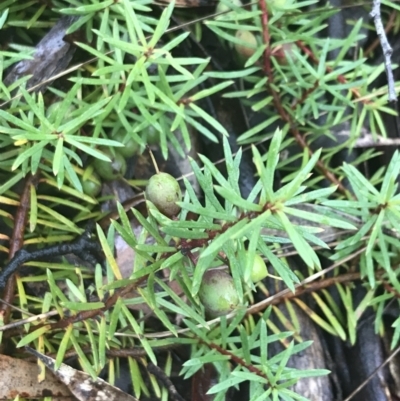 Persoonia chamaepeuce (Dwarf Geebung) at Tallaganda National Park - 15 Jan 2022 by Tapirlord