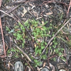 Persoonia chamaepeuce at Captains Flat, NSW - 15 Jan 2022