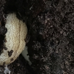 Australopacifica lucasi (A flatworm) at Tallaganda National Park - 15 Jan 2022 by Tapirlord