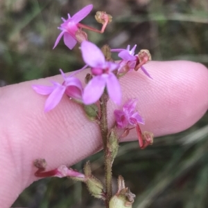 Stylidium graminifolium at Harolds Cross, NSW - 15 Jan 2022