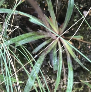 Stylidium graminifolium at Harolds Cross, NSW - 15 Jan 2022