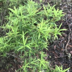 Leucopogon affinis at Harolds Cross, NSW - 15 Jan 2022 09:45 AM