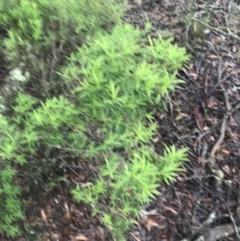 Leucopogon affinis at Harolds Cross, NSW - 15 Jan 2022 09:45 AM