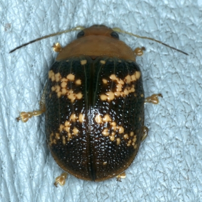 Paropsis aspera (Eucalyptus Tortoise Beetle) at Mount Majura - 13 Jan 2022 by jb2602