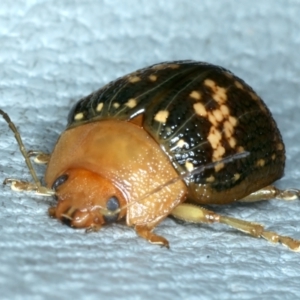 Paropsis aspera at Hackett, ACT - 14 Jan 2022 10:45 AM