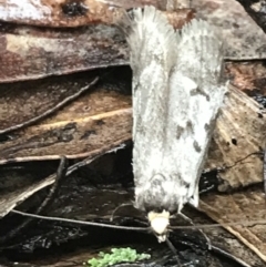 Oecophoridae (family) (Unidentified Oecophorid concealer moth) at Captains Flat, NSW - 15 Jan 2022 by Tapirlord