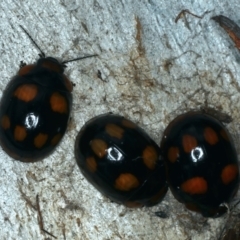 Paropsisterna beata (Blessed Leaf Beetle) at Pialligo, ACT - 14 Jan 2022 by jbromilow50
