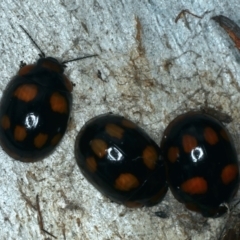 Paropsisterna beata (Blessed Leaf Beetle) at Pialligo, ACT - 14 Jan 2022 by jb2602