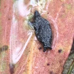 Cystopelta astra (Snowy Mountains Humpback Slug) at Captains Flat, NSW - 14 Jan 2022 by Tapirlord