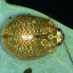 Paropsisterna cloelia (Eucalyptus variegated beetle) at Mount Majura - 14 Jan 2022 by jb2602