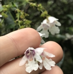 Prostanthera lasianthos (Victorian Christmas Bush) at Harolds Cross, NSW - 15 Jan 2022 by Tapirlord