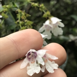 Prostanthera lasianthos at Harolds Cross, NSW - 15 Jan 2022