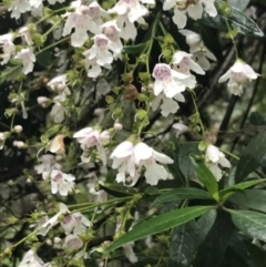 Prostanthera lasianthos at Harolds Cross, NSW - 15 Jan 2022