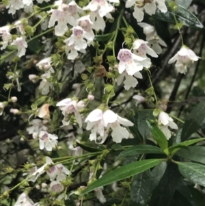 Prostanthera lasianthos at Harolds Cross, NSW - 15 Jan 2022