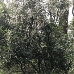 Prostanthera lasianthos at Harolds Cross, NSW - 15 Jan 2022