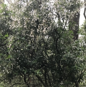 Prostanthera lasianthos at Harolds Cross, NSW - 15 Jan 2022