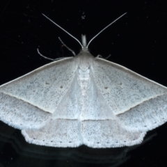 Epidesmia perfabricata (Grey Epidesmia) at Ainslie, ACT - 21 Jan 2021 by jb2602