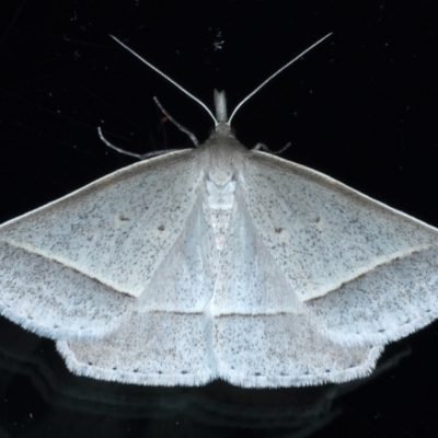 Epidesmia perfabricata (Grey Epidesmia) at Ainslie, ACT - 21 Jan 2021 by jb2602