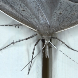 Epidesmia perfabricata at Ainslie, ACT - 21 Jan 2021