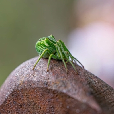 Sidymella sp. (genus) (A crab spider) at Tidbinbilla Nature Reserve - 16 Jan 2022 by Cornishinoz