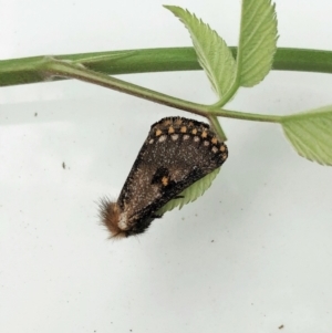 Epicoma contristis at Ainslie, ACT - suppressed