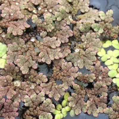 Azolla rubra (Red Water Fern) at Wollogorang, NSW - 5 Dec 2021 by NedJohnston